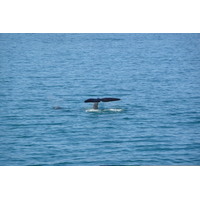 照片 南非(South Africa) 赫曼努斯(Harmanus) 2008-09 198