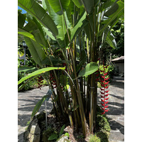 照片 新加坡(Singapore) 新加坡植物园(Singapore Botanic Gardens) 2023-01 40