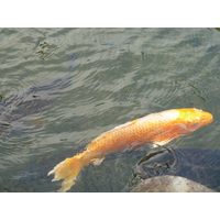 照片 日本(Japan) 京都(Kyoto) 涉成园(Shosei en Garden) 2010-06 60