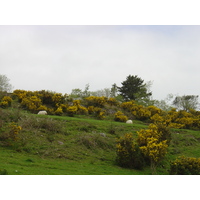 照片 爱尔兰(Ireland) 凯里郡(Kerry) 肯梅尔(Kenmare) 坦普尔诺(Templenoe) 2004-05 11