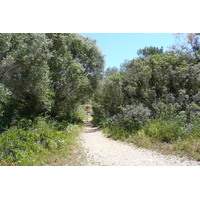 照片 法国(France) 波克罗勒岛(Porquerolles Island) 贝阿略角(Bearlieu Point) 2008-05 6