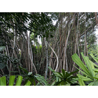 照片 新加坡(Singapore) 新加坡植物园(Singapore Botanic Gardens) 2023-01 24
