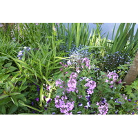 照片 法国(France) 吉维尼(Giverny) 2013-06 66