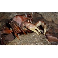 照片 塞舌尔(Seychelles) 2011-10 165