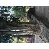 照片 泰国(Thailand) 西沙差那莱历史公园(Si satchanalai historical park) 2014-12 97