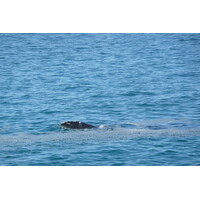 照片 南非(South Africa) 赫曼努斯(Harmanus) 2008-09 285