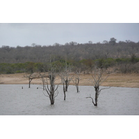 照片 南非(South Africa) 克鲁格国家公园(Kruger National Park) 姆蓬多(Mpondo) 2008-09 2