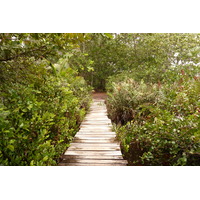 照片 塞舌尔(Seychelles) 居里厄斯岛(Curieuse) 2011-10 53