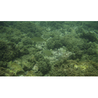 照片 法国(France) 昂蒂布(Antibes) 格拉韦特海滩(Plage de la Gravette) 2007-08 26