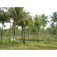 照片 泰国(Thailand) 考拉(Khao Lak) 邦萨海滩(Bang Sak Beach) 2005-12 20