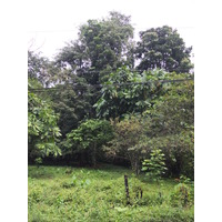 照片 哥斯达黎加(Costa Rica) 塔拉曼卡旧港(Puerto Viejo de Talamanca) 2015-03 129