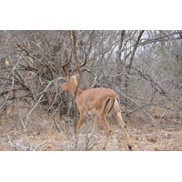 照片 南非(South Africa) 克鲁格国家公园(Kruger National Park) 2008-09 140