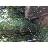 照片 泰国(Thailand) 普欣隆卡国家公园(Phu Hin Rong Kla National Park) 2014-12 141