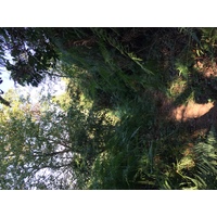 照片 泰国(Thailand) 普欣隆卡国家公园(Phu Hin Rong Kla National Park) 2014-12 230