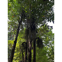 照片 新加坡(Singapore) 新加坡植物园(Singapore Botanic Gardens) 2023-01 36