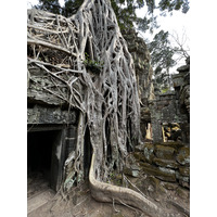 照片 柬埔寨(Cambodia) 暹粒(Siem Reap) 塔布茏寺(Ta Prohm) 2023-01 9