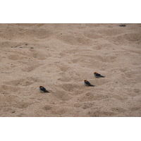 照片 南非(South Africa) 克鲁格国家公园(Kruger National Park) 鳄鱼河(Crocodile River) 2008-09 40