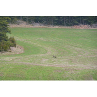 照片 法国(France) 奥布拉克(L'Aubrac) 2008-04 94