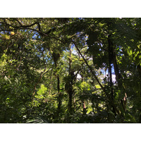 照片 瓜德罗普(Guadeloupe) 大苏弗里耶尔火山(La Grande Soufriere) 2021-02 81