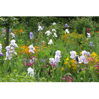 照片 法国(France) 吉维尼(Giverny) 2013-06 65
