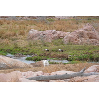 照片 南非(South Africa) 克鲁格国家公园(Kruger National Park) 鳄鱼河(Crocodile River) 2008-09 33