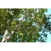 照片 塞舌尔(Seychelles) 普拉兰岛(Praslin) 2011-10 127