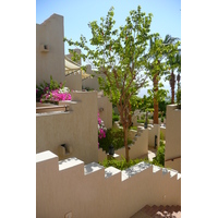 照片 埃及(Egypt) 沙姆沙伊赫(Sharm el Sheikh) 四季酒店(Four Seasons Hotel) 2008-06 45