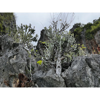 照片 泰国(Thailand) 甲米(Krabi) 2023-01 332