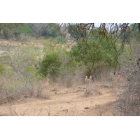 照片 南非(South Africa) 克鲁格国家公园(Kruger National Park) 鳄鱼河(Crocodile River) 2008-09 25