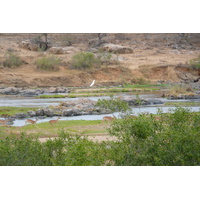 照片 南非(South Africa) 克鲁格国家公园(Kruger National Park) 鳄鱼河(Crocodile River) 2008-09 12