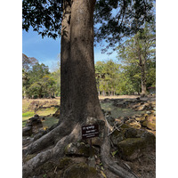 照片 柬埔寨(Cambodia) 暹粒(Siem Reap) 吴哥通王城(Angkor Thom) 2023-01 81
