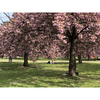 照片 法国(France) 索镇公园(Parc de Sceaux) 2019-04 94