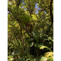 照片 瓜德罗普(Guadeloupe) 大苏弗里耶尔火山(La Grande Soufriere) 2021-02 25
