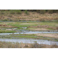 照片 南非(South Africa) 克鲁格国家公园(Kruger National Park) 鳄鱼河(Crocodile River) 2008-09 59