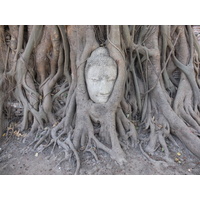 照片 泰国(Thailand) 大城(Ayutthaya) 2011-12 42