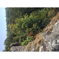 照片 泰国(Thailand) 普欣隆卡国家公园(Phu Hin Rong Kla National Park) 2014-12 69