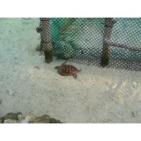照片 波利尼西亚(Polynesia) 波拉波拉艾美酒店(Meridien Bora Bora Hotel) 2006-04 154