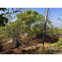 照片 泰国(Thailand) 普欣隆卡国家公园(Phu Hin Rong Kla National Park) 2014-12 350