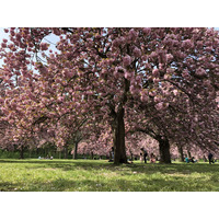 照片 法国(France) 索镇公园(Parc de Sceaux) 2019-04 47