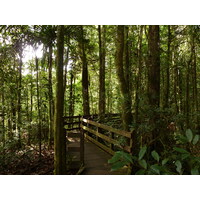 照片 新喀里多尼亚(New Caledonia) 蓝河公园(Parc de la Riviere Bleue) 大贝壳杉(Le Grand Kaori) 2010-05 50
