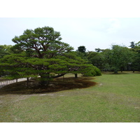 照片 日本(Japan) 京都(Kyoto) 二条城(Nijo Castle) 2010-06 64