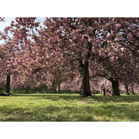 照片 法国(France) 索镇公园(Parc de Sceaux) 2019-04 67