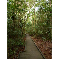 照片 新喀里多尼亚(New Caledonia) 蓝河公园(Parc de la Riviere Bleue) 大贝壳杉(Le Grand Kaori) 2010-05 37