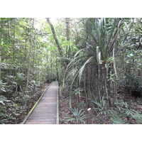 照片 新喀里多尼亚(New Caledonia) 蓝河公园(Parc de la Riviere Bleue) 大贝壳杉(Le Grand Kaori) 2010-05 20