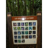 照片 新喀里多尼亚(New Caledonia) 蓝河公园(Parc de la Riviere Bleue) 大贝壳杉(Le Grand Kaori) 2010-05 26