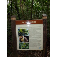 照片 新喀里多尼亚(New Caledonia) 蓝河公园(Parc de la Riviere Bleue) 大贝壳杉(Le Grand Kaori) 2010-05 10