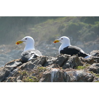 照片 南非(South Africa) 齐齐卡马国家公园(Tsitsikamma National Park) 2008-09 309