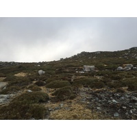 照片 法国(France) 科西嘉岛(Corsica) 阿尔塔罗卡(Alta Rocca) 2017-09 24