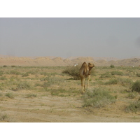 照片 阿曼(Oman) 布赖米至马哈达公路(Buraimi to Mahada road) 2005-03 40