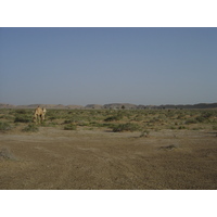 照片 阿曼(Oman) 布赖米至马哈达公路(Buraimi to Mahada road) 2005-03 44
